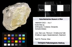 Foto (Objekt + Etiketten) von Eodromites sp. 